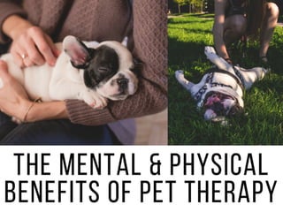 The Mental And Physical Benefits Of Pet Therapy