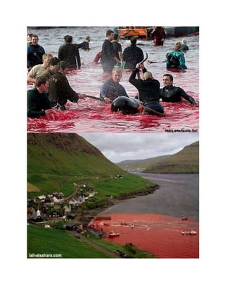 Stravičan pokolj delfina u Danskoj...!!!