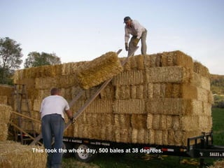 This took the whole day, 500 bales at 38 degrees. 