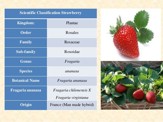 Strawberry Strawberry