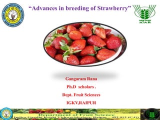 Gangaram Rana
Ph.D scholars .
Dept. Fruit Sciences
IGKV,RAIPUR
“Advances in breeding of Strawberry”
 