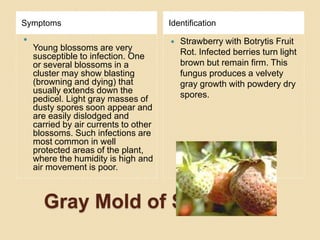 Gray Mold of Strawberry