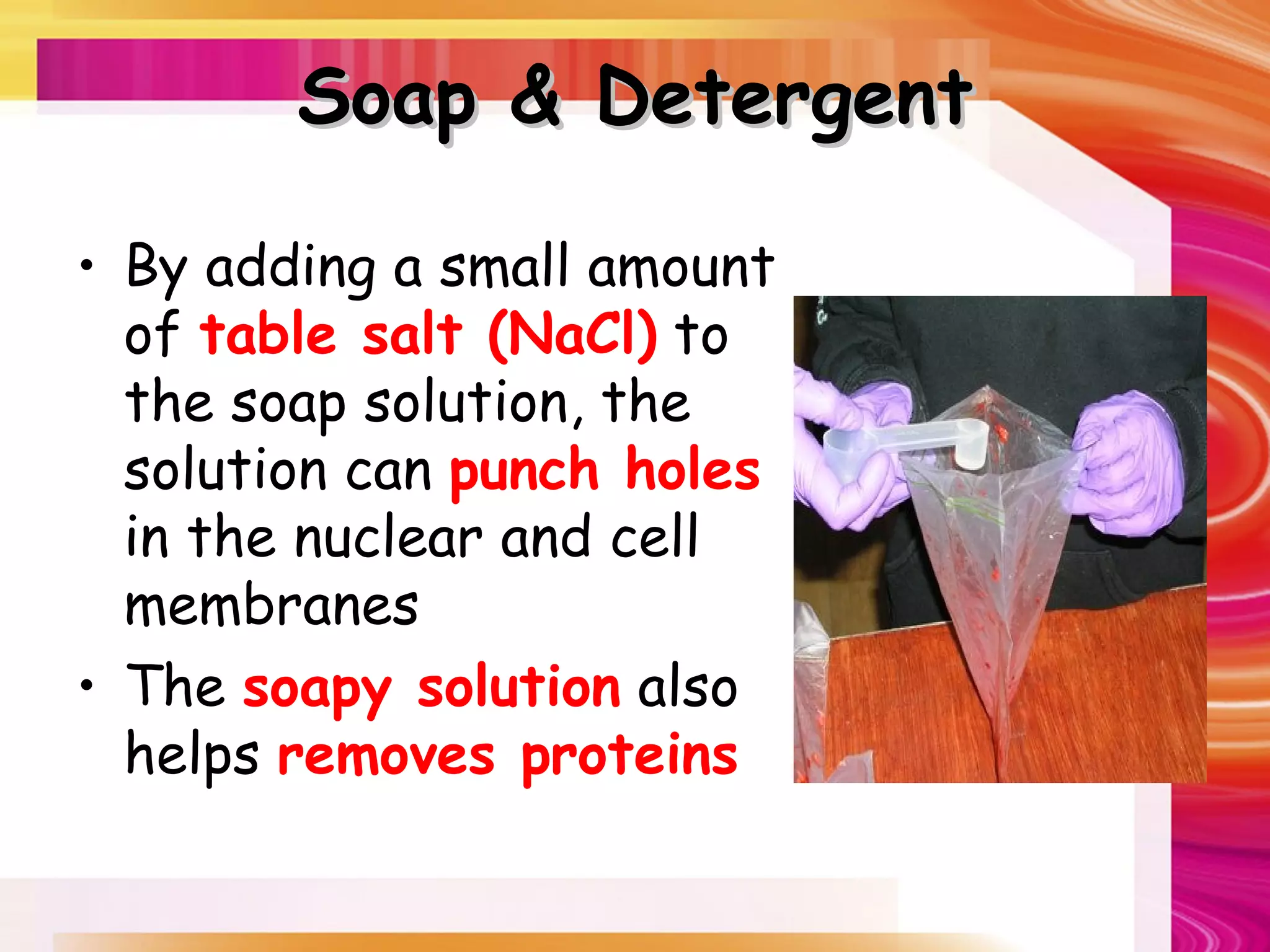Soap & Detergent

• By adding a small amount
  of table salt (NaCl) to
  the soap solution, the
  solution can punch holes
  in the nuclear and cell
  membranes
• The soapy solution also
  helps removes proteins
 