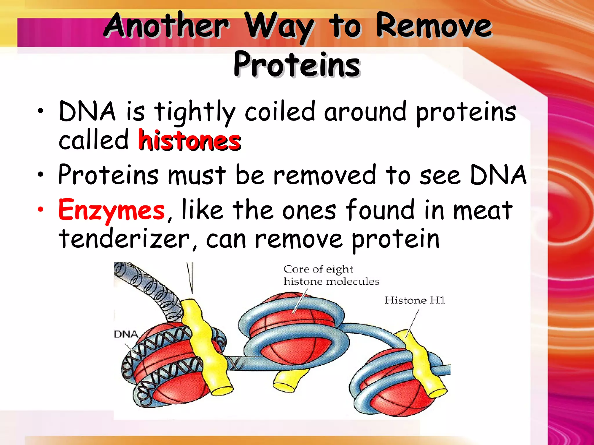 Another Way to Remove
            Proteins
• DNA is tightly coiled around proteins
  called histones
• Proteins must be removed to see DNA
• Enzymes, like the ones found in meat
  tenderizer, can remove protein
 