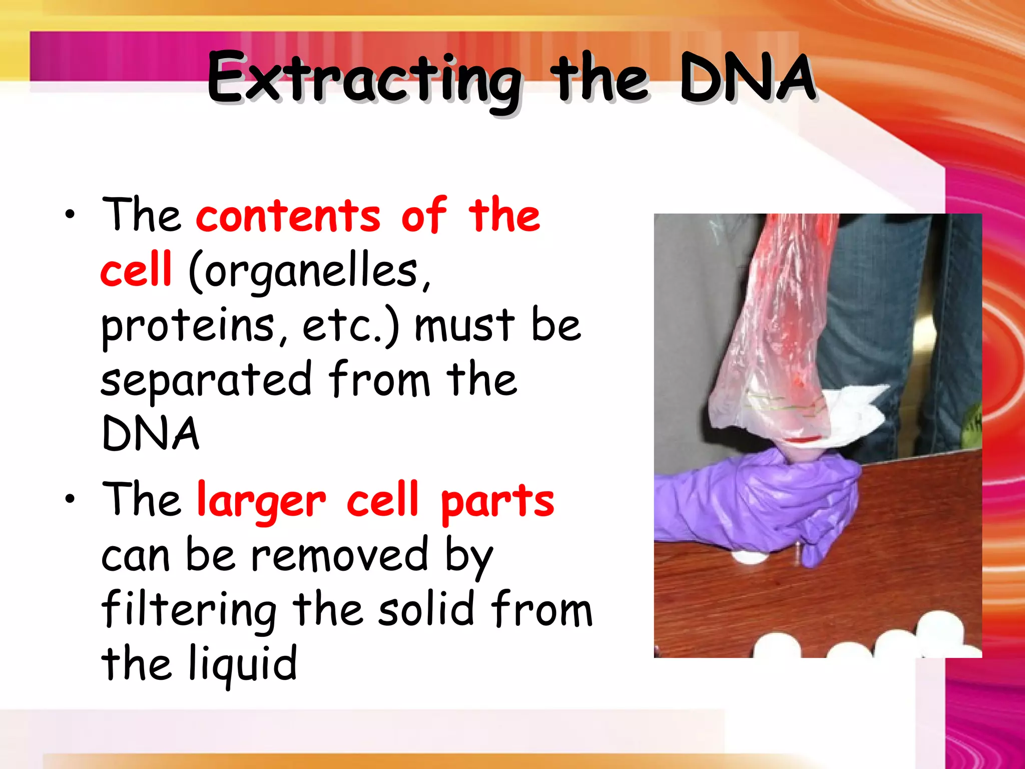 Extracting the DNA

• The contents of the
  cell (organelles,
  proteins, etc.) must be
  separated from the
  DNA
• The larger cell parts
  can be removed by
  filtering the solid from
  the liquid
 