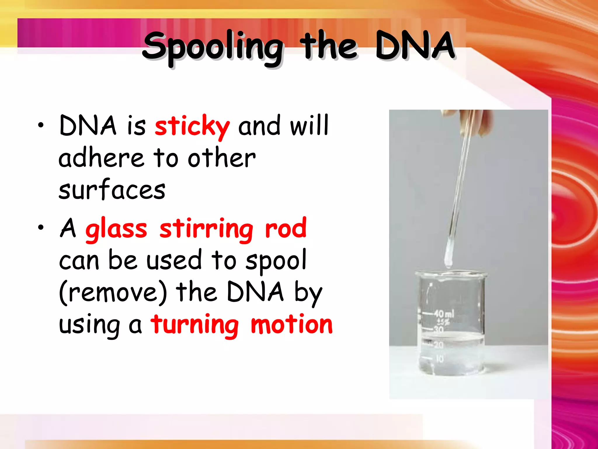 Spooling the DNA

• DNA is sticky and will
  adhere to other
  surfaces
• A glass stirring rod
  can be used to spool
  (remove) the DNA by
  using a turning motion
 