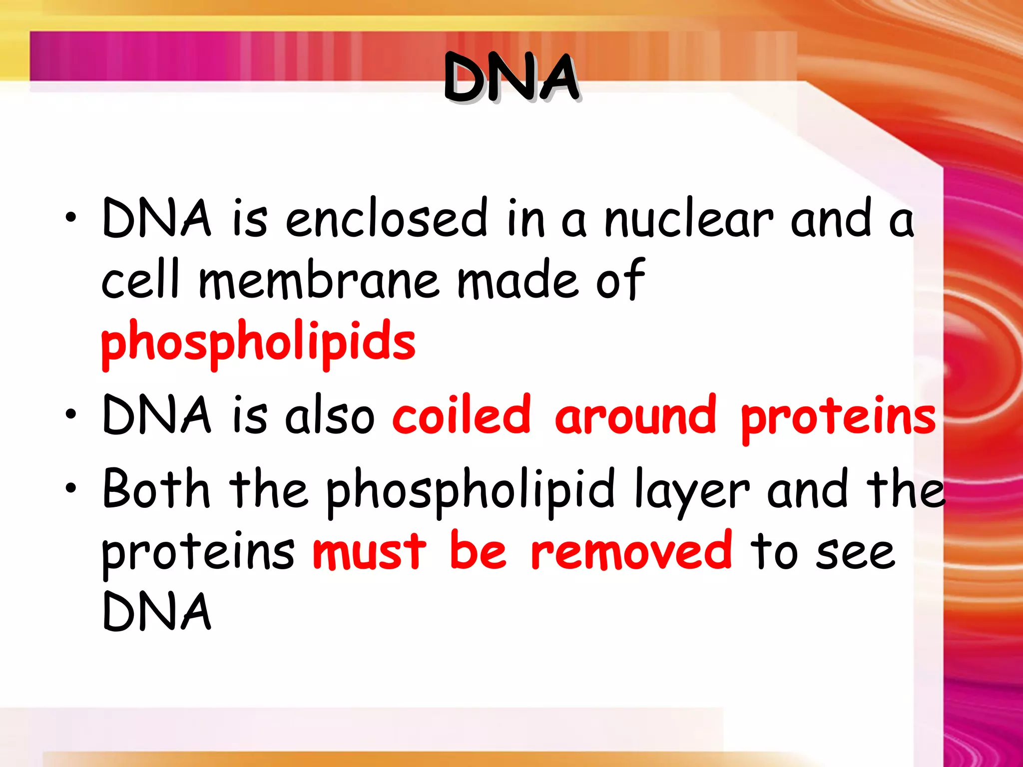 DNA

• DNA is enclosed in a nuclear and a
  cell membrane made of
  phospholipids
• DNA is also coiled around proteins
• Both the phospholipid layer and the
  proteins must be removed to see
  DNA
 
