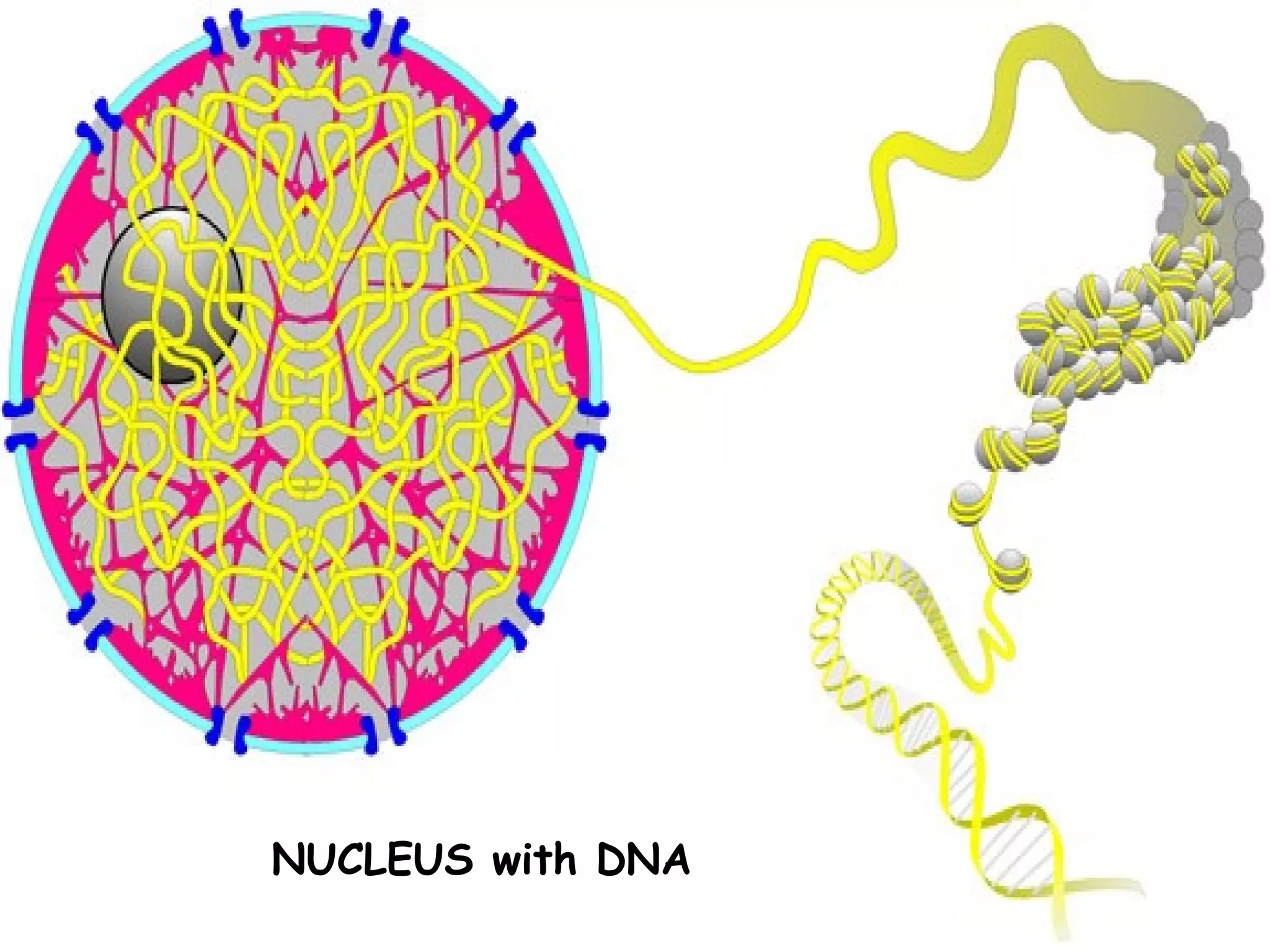 NUCLEUS with DNA
 