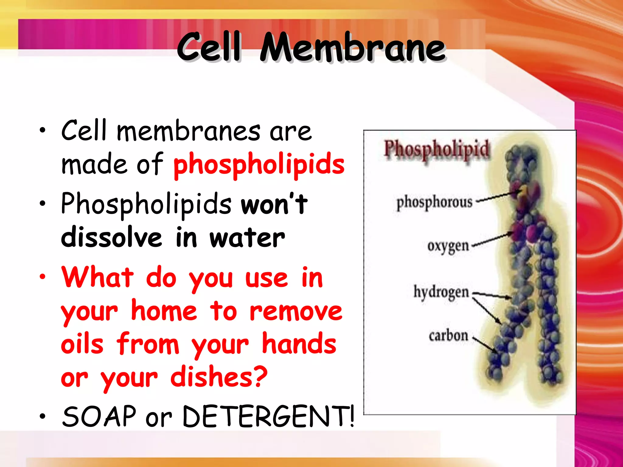 Cell Membrane

• Cell membranes are
  made of phospholipids
• Phospholipids won’t
  dissolve in water
• What do you use in
  your home to remove
  oils from your hands
  or your dishes?
• SOAP or DETERGENT!
 