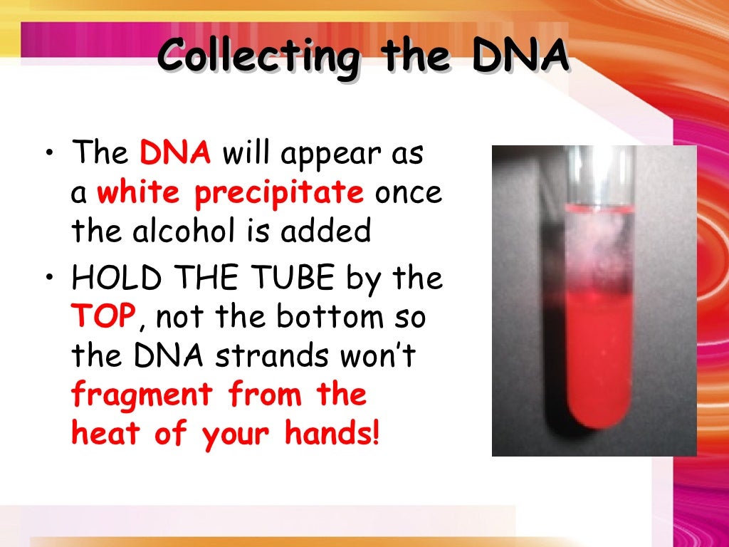 Strawberry dna extraction