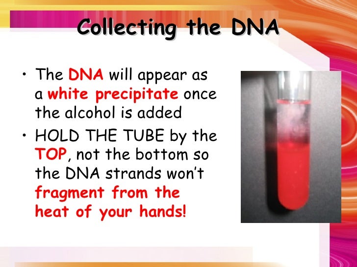 Strawberry dna extraction