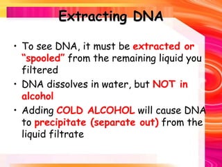 Extracting DNA
• To see DNA, it must be extracted or
“spooled” from the remaining liquid you
filtered
• DNA dissolves in water, but NOT in
alcohol
• Adding COLD ALCOHOL will cause DNA
to precipitate (separate out) from the
liquid filtrate
 