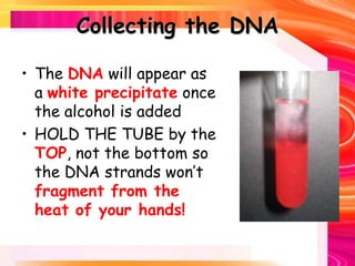 Collecting the DNA
• The DNA will appear as
a white precipitate once
the alcohol is added
• HOLD THE TUBE by the
TOP, not the bottom so
the DNA strands won’t
fragment from the
heat of your hands!
 