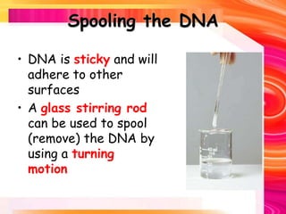 Spooling the DNA
• DNA is sticky and will
adhere to other
surfaces
• A glass stirring rod
can be used to spool
(remove) the DNA by
using a turning
motion
 
