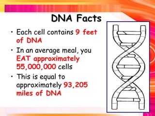 • Each cell contains 9 feet
of DNA
• In an average meal, you
EAT approximately
55,000,000 cells
• This is equal to
approximately 93,205
miles of DNA
DNA Facts
 