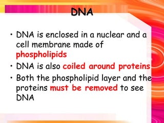 DNA
• DNA is enclosed in a nuclear and a
cell membrane made of
phospholipids
• DNA is also coiled around proteins
• Both the phospholipid layer and the
proteins must be removed to see
DNA
 