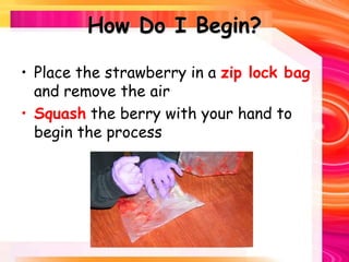 How Do I Begin?
• Place the strawberry in a zip lock bag
and remove the air
• Squash the berry with your hand to
begin the process
 