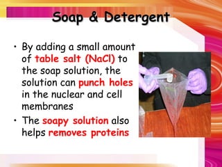 Soap & Detergent
Soap & Detergent
• By adding a small amount
of table salt (NaCl) to
the soap solution, the
solution can punch holes
in the nuclear and cell
membranes
• The soapy solution also
helps removes proteins
 