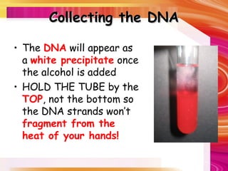 Collecting the DNA
Collecting the DNA
• The DNA will appear as
a white precipitate once
the alcohol is added
• HOLD THE TUBE by the
TOP, not the bottom so
the DNA strands won’t
fragment from the
heat of your hands!
 