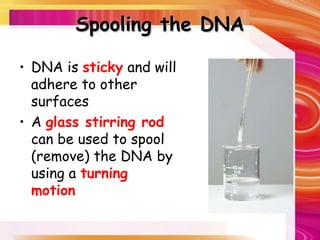 Spooling the DNA
Spooling the DNA
• DNA is sticky and will
adhere to other
surfaces
• A glass stirring rod
can be used to spool
(remove) the DNA by
using a turning
motion
 