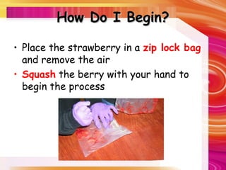 How Do I Begin?
How Do I Begin?
• Place the strawberry in a zip lock bag
and remove the air
• Squash the berry with your hand to
begin the process
 