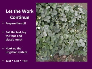 Let the Work
    Continue
• Prepare the soil

• Pull the bed, lay
  the tape and
  plastic mulch

• Hook up the
  irrigation system

• Test * Test * Test
 