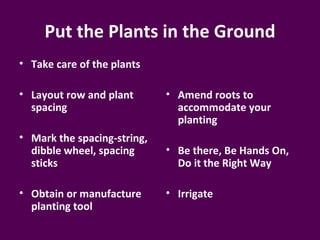 Put the Plants in the Ground
• Take care of the plants

• Layout row and plant       • Amend roots to
  spacing                      accommodate your
                               planting
• Mark the spacing-string,
  dibble wheel, spacing      • Be there, Be Hands On,
  sticks                       Do it the Right Way

• Obtain or manufacture      • Irrigate
  planting tool
 