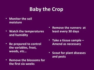 Baby the Crop
• Monitor the soil
  moisture
                            • Remove the runners- at
• Watch the temperatures      least every 30 days
  and humidity
                            • Take a tissue sample –
• Be prepared to control      Amend as necessary
  the variables, frost,
  weeds, etc…               • Scout for plant diseases
                              and pests
• Remove the blossoms for
  the first six weeks
 