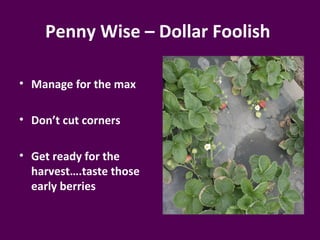 Penny Wise – Dollar Foolish

• Manage for the max

• Don’t cut corners

• Get ready for the
  harvest….taste those
  early berries
 