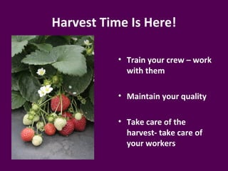 Harvest Time Is Here!

           • Train your crew – work
             with them

           • Maintain your quality

           • Take care of the
             harvest- take care of
             your workers
 