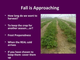 Fall is Approaching
• How long do we want to
  harvest?

• To keep the crop for
  another season….or?

• Frost Preparedness

• When the REAL cold
  arrives

• If you have chosen to
  keep them- cover them
  up
 