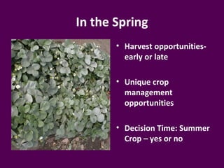 In the Spring
       • Harvest opportunities-
         early or late

       • Unique crop
         management
         opportunities

       • Decision Time: Summer
         Crop – yes or no
 