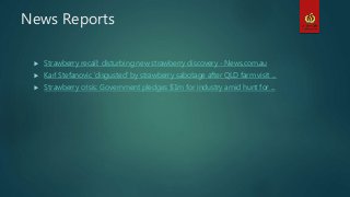 News Reports
 Strawberry recall: disturbing new strawberry discovery - News.com.au
 Karl Stefanovic 'disgusted' by strawberry sabotage after QLD farm visit ...
 Strawberry crisis: Government pledges $1m for industry amid hunt for ...
 