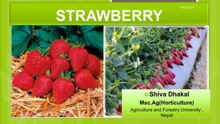 Shiva Dhakal
Msc.Ag(Horticulture)
Agriculture and Forestry University ,
Nepal
STRAWBERRY
06/11/2018
 