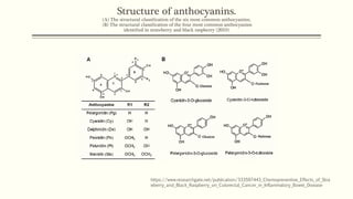 Structure of anthocyanins.
(A) The structural classiﬁcation of the six most common anthocyanins;
(B) The structural classiﬁcation of the four most common anthocyanins
identiﬁed in strawberry and black raspberry (2019)
https://www.researchgate.net/publication/333597443_Chemopreventive_Effects_of_Stra
wberry_and_Black_Raspberry_on_Colorectal_Cancer_in_Inflammatory_Bowel_Disease
 