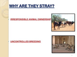 Stray Animals | PPTX
