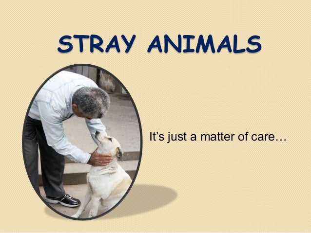 Stray dogs essay image