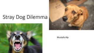 Stray Dog Dilemma
Mustafa Alp
 