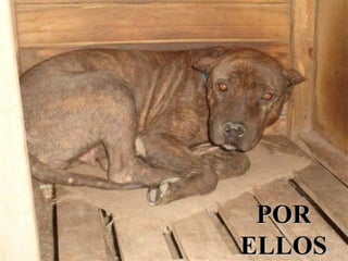 POR ELLOS 