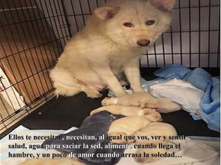 Ellos te necesitan , necesitan, al  igual que vos, ver y sentir   salud, agua  para saciar la sed, alimento  cuando llega el   hambre, y un poco  de amor cuando  arrasa la soledad… 