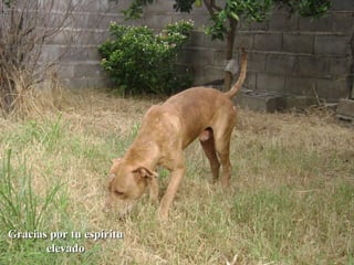 Gracias por tu espíritu elevado 
