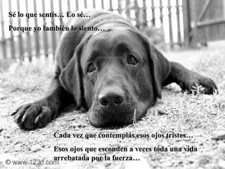 Sé lo que sentís… Lo sé… Porque yo también lo siento… Cada vez que contemplás esos ojos tristes… Esos ojos que esconden a veces toda una vida arrebatada por la fuerza… 