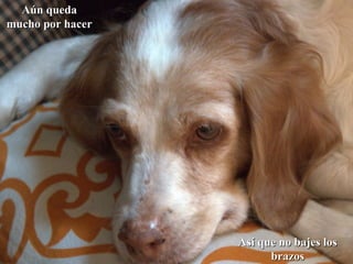 Aún queda mucho por hacer Así que no bajes los brazos 