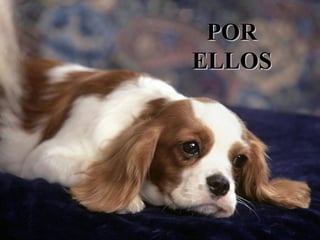 POR ELLOS 