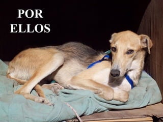 POR ELLOS 
