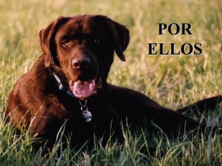 POR ELLOS 