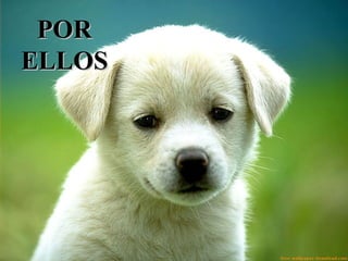 POR ELLOS 
