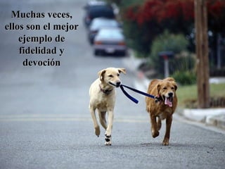 Muchas veces, ellos son el mejor ejemplo de fidelidad y devoción 