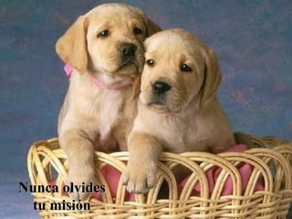 Nunca olvides tu misión 