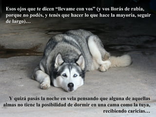 Esos ojos que te dicen “llevame con vos” (y vos llorás de rabia, porque no podés, y tenés que hacer lo que hace la mayoría, seguir de largo)… Y quizá pasás la noche en vela pensando que alguna de aquellas almas no tiene la posibilidad de dormir en una cama como la tuya, recibiendo caricias… 
